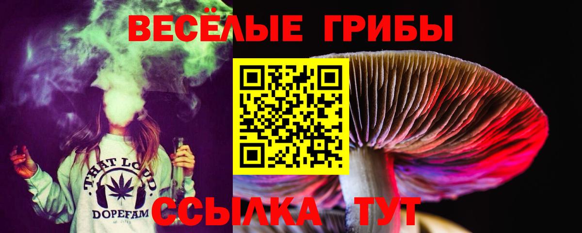 Псилоцибиновые грибы Psilocybe Кизляр